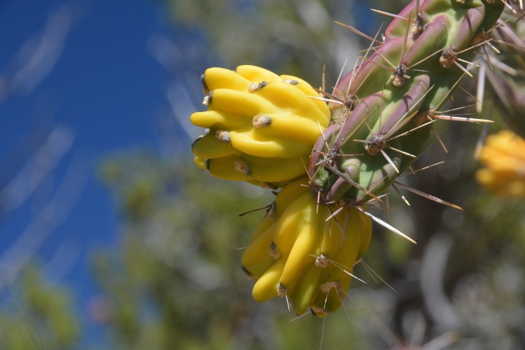 yellow cactus pod 